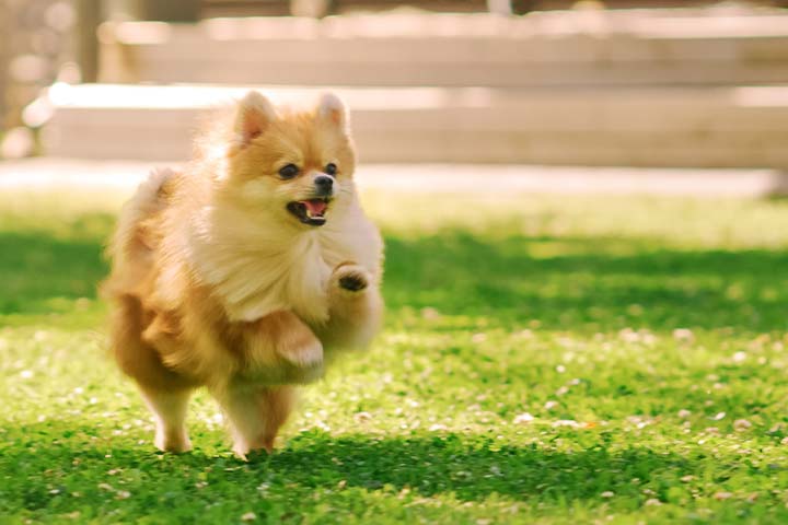 愛犬と一緒にグランピングステイ